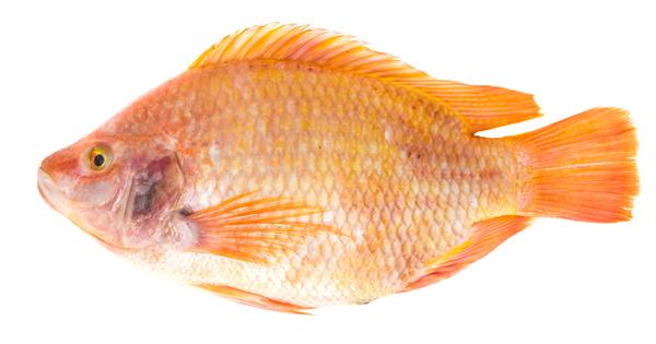 รูปวัตถุดิบ