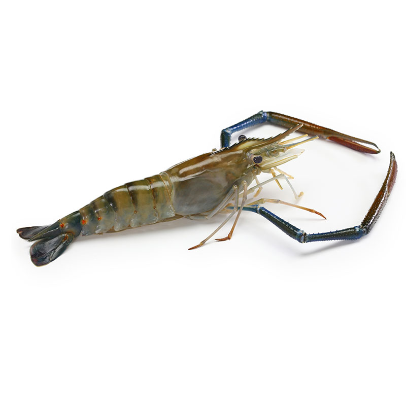 รูปวัตถุดิบ